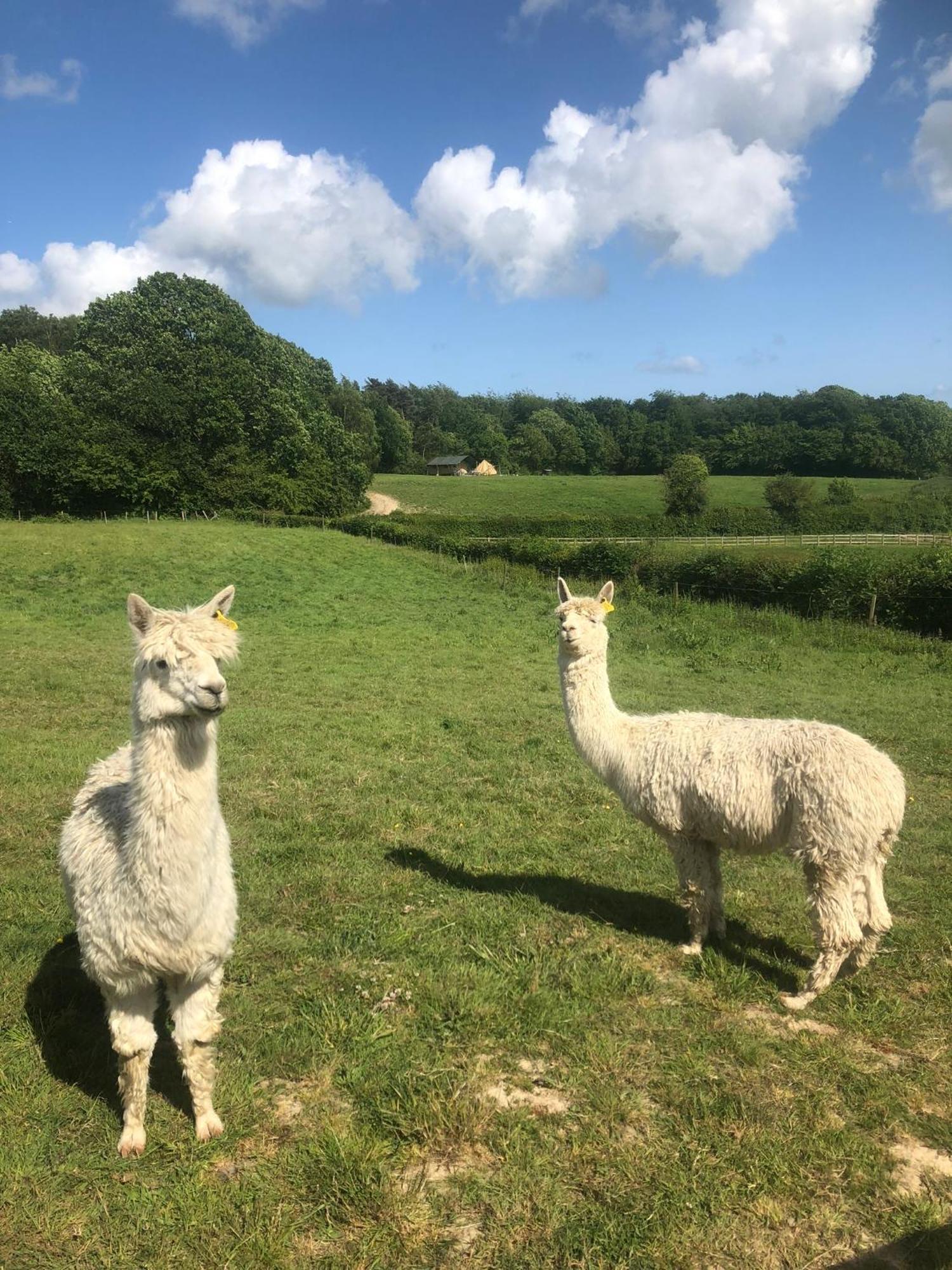 Swallows Oast Glamping Sedlescombe Екстериор снимка